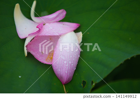 Lotus flowers in full bloom Lotus flowers in full bloom 141149912