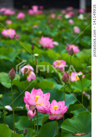Lotus flowers in full bloom 141149916