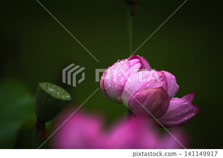 Lotus flowers in full bloom 141149917