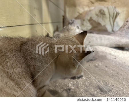 一隻貓 一隻貓 141149930