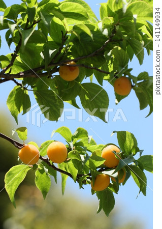 Plums beginning to ripen in the rainy season and early summer - a summer scene Plums beginning to ripen in the rainy season and early summer - a summer scene 141149934