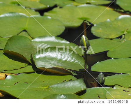 蓮花葉子漂浮在水面上 蓮花葉子漂浮在水面上 141149946
