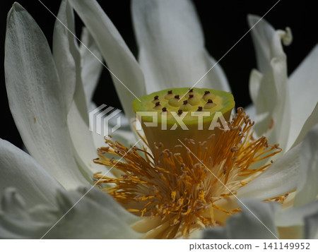 Close-up of a white lotus flower Close-up of a white lotus flower 141149952