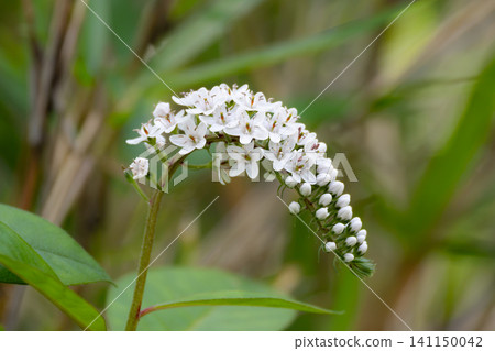 Close-up of Lysimachia japonica Close-up of Lysimachia japonica 141150042