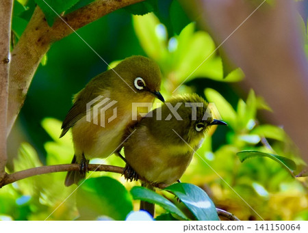 A pair of Japanese white-eyes relaxing among the garden trees in early summer. A pair of Japanese white-eyes relaxing among the garden trees in early summer. 141150064