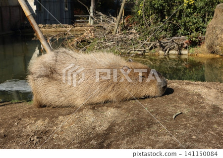 Capybara during a nap Capybara during a nap 141150084