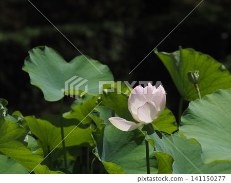 風景與蓮花 風景與蓮花 141150277