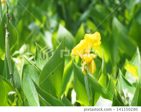 黃花 黃花 141150280