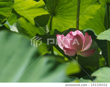 Pink lotus hidden among the leaves Pink lotus hidden among the leaves 141150332