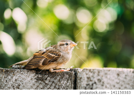 House Sparrow (Passer Domesticus) On Fence. quiet young sparrow resting on a rough stone wall outdoors. House Sparrow (Passer Domesticus) On Fence. quiet young sparrow resting on a rough stone wall outdoors. 141150383