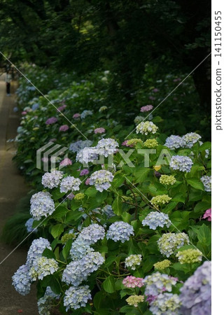 繡球花盛開在雨季的清除 繡球花盛開在雨季的清除 141150455
