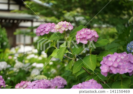 風景與繡球花 風景與繡球花 141150469
