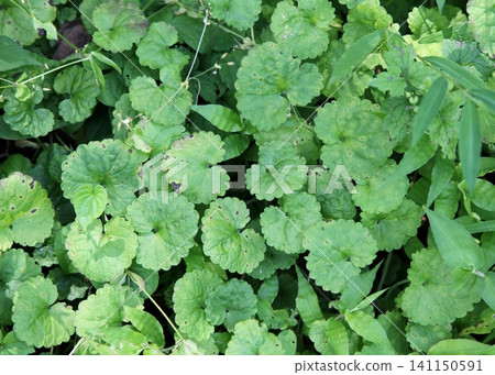A colony of ground ivy A colony of ground ivy 141150591