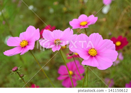 波斯菊花 波斯菊花 141150612