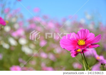 波斯菊花 波斯菊花 141150613