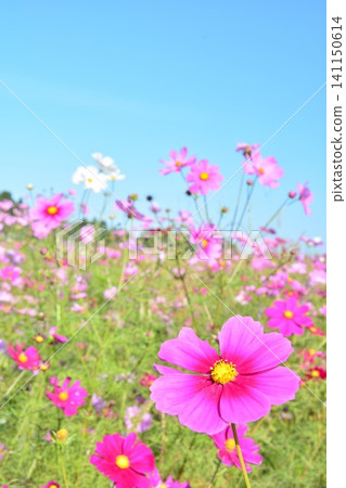 波斯菊花 波斯菊花 141150614