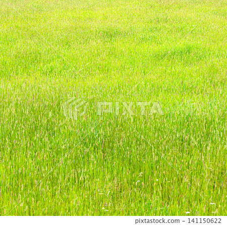 A landscape of grasslands swaying in the summer breeze of Hokkaido. A landscape of grasslands swaying in the summer breeze of Hokkaido. 141150622