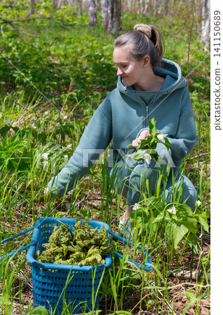 Female in teal hoodie crouching in sunlit forest, collecting white trillium blooms. Green grass, dappled sunlight, natural setting Female in teal hoodie crouching in sunlit forest, collecting white trillium blooms. Green grass, dappled sunlight, natural setting 141150689