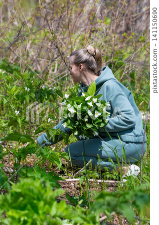 Female crouching in lush green woodland holding bouquet of white trillium blooms. Natural daylight highlights vibrant foliage delicate petals Female crouching in lush green woodland holding bouquet of white trillium blooms. Natural daylight highlights vibrant foliage delicate petals 141150690