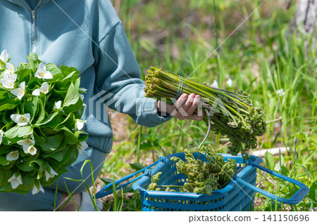 Closeup of hands holding harvested bracken fiddleheads white wildflowers beside blue basket in sunlit woodland. Natural green tones, soft lighting, rustic foraging mood Closeup of hands holding harvested bracken fiddleheads white wildflowers beside blue basket in sunlit woodland. Natural green tones, soft lighting, rustic foraging mood 141150696