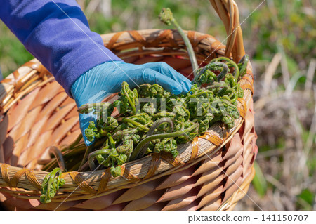 Closeup of gloved hand placing curly green fiddlehead ferns into rustic wicker basket. Natural daylight highlights vibrant green shoots against woven texture Closeup of gloved hand placing curly green fiddlehead ferns into rustic wicker basket. Natural daylight highlights vibrant green shoots against woven texture 141150707