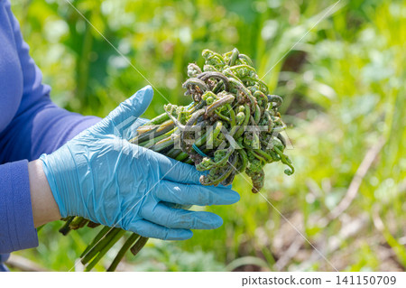 Closeup of gloved hands holding bundle of coiled fiddlehead ferns. Natural outdoor lighting highlights vibrant green tones textured plant forms Closeup of gloved hands holding bundle of coiled fiddlehead ferns. Natural outdoor lighting highlights vibrant green tones textured plant forms 141150709