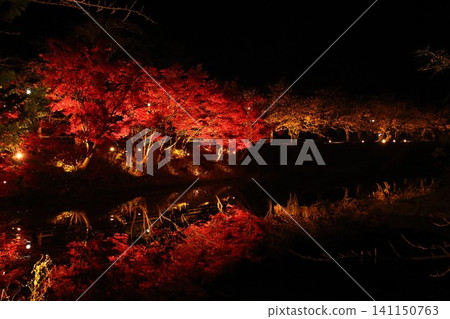 [Hirosaki City, Aomori Prefecture] Hirosaki Castle Chrysanthemum and Autumn Leaves Festival: Illuminated Autumn Leaves and Moat 141150763