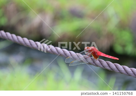 The moment a red dragonfly lands on the rope The moment a red dragonfly lands on the rope 141150768