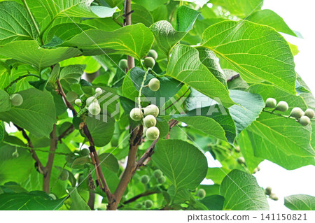 Hakuunboku fruit (summer, June) Hakuunboku fruit (summer, June) 141150821