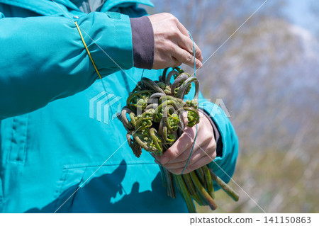 Female hands holding bundle of fresh fiddlehead ferns outdoors Female hands holding bundle of fresh fiddlehead ferns outdoors 141150863