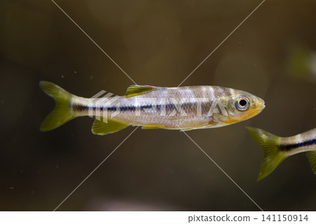 一條小魚在水族箱中優雅地遊動的景象。 一條小魚在水族箱中優雅地遊動的景象。 141150914