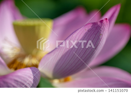 蓮花及花盆 蓮花及花盆 141151070