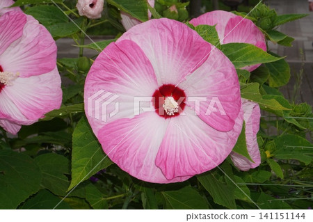 American hibiscus flower, July 2026 American hibiscus flower, July 2026 141151144