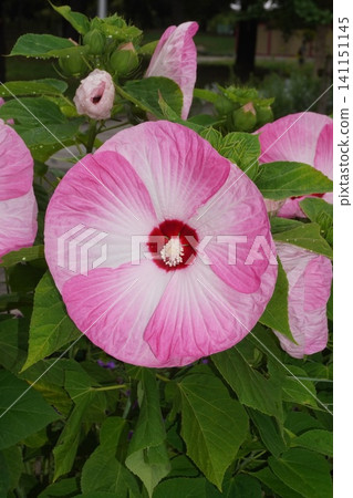 American hibiscus flower, July 2026 American hibiscus flower, July 2026 141151145