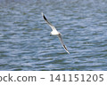 Black-headed gulls flying along the coast 141151205