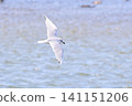 Black-headed gulls flying along the coast 141151206