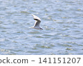 Black-headed gulls flying along the coast 141151207