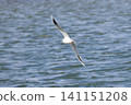 Black-headed gulls flying along the coast 141151208