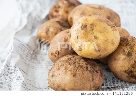 Potatoes with soil still attached, Kita Akari variety 141151296