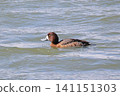 A sparrow 141151303