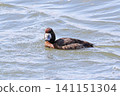 A sparrow 141151304
