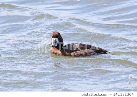 A sparrow A sparrow 141151304