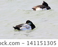 A sparrow 141151305