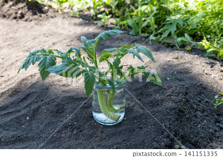 Tomato side shoots that have rooted after being submerged in water Tomato side shoots that have rooted after being submerged in water 141151335