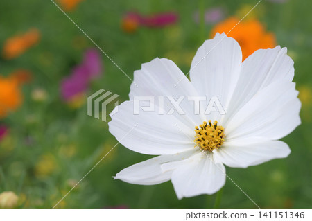 一片盛開的波斯菊花田。 一片盛開的波斯菊花田。 141151346