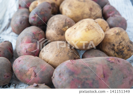 Potatoes with soil still on them: Kita Akari and Destroyer varieties. Potatoes with soil still on them: Kita Akari and Destroyer varieties. 141151349