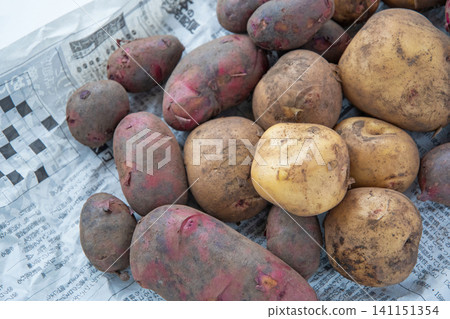Potatoes with soil still on them: Kita Akari and Destroyer varieties. Potatoes with soil still on them: Kita Akari and Destroyer varieties. 141151354