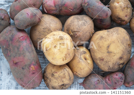 Potatoes with soil still on them: Kita Akari and Destroyer varieties. Potatoes with soil still on them: Kita Akari and Destroyer varieties. 141151360