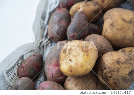 Potatoes with soil still on them: Kitakari and Destroyer varieties. Potatoes with soil still on them: Kitakari and Destroyer varieties. 141151417