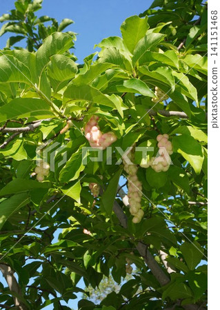 Magnolia tree bearing fruit - July 2026 Magnolia tree bearing fruit - July 2026 141151468
